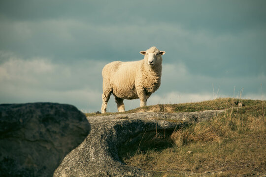 Oveja encima de una roca de la monta&ntilde;a en un d&iacute;a nublado