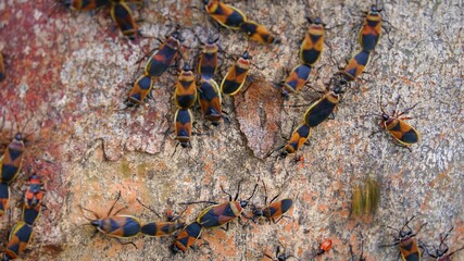 a group of bugs together on a tree