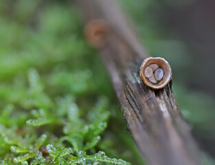 Wild forest mushrooms close up macro shoot