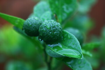 Lemon that are still green growing in the yard are used as aromas in dishes that are wet from being hit by hair rain