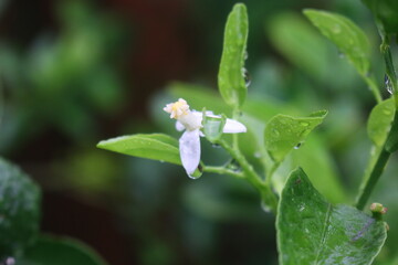 Obraz premium Lemon that are still green growing in the yard are used as aromas in dishes that are wet from being hit by hair rain