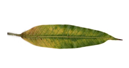 autumn leaf isolated on white background