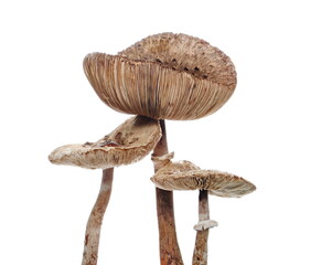 Mushrooms isolated on white background