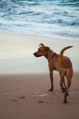 Ginger dog on Ursa beach, Portugal