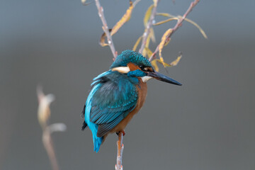 Eisvogel