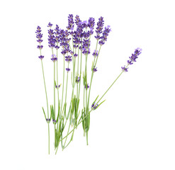Lavender flowers isolated on white background.
