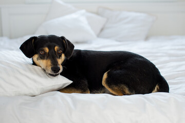 Black dog on white sheets. High key image of back dog in bed with pillow and sheets. Closeup of pupy on White Sheets. sleeping black dog in a white quilt. Black  sleeping dog on bed, white sheets.