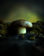 Mushroom in the forest