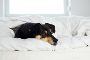 Black dog on white sheets. High key image of back dog in bed with pillow and sheets. Closeup of...