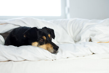 Black dog on white sheets. High key image of back dog in bed with pillow and sheets. Closeup of...