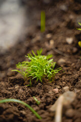 green leaf of vegetables at agriculture field.
