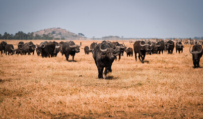 African buffalos in a dry grass field