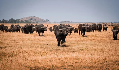 Poster de jardin Buffle African buffalos in a dry grass field