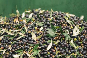 Green and black ripe olives ready to be processed at the mill to get the olive oil, close up