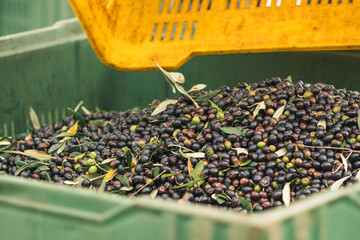 Fresh virgin olive oil production at a cold-press factory after the olives harvesting, black and...