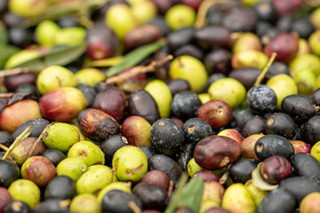 Green and black ripe olives ready to be processed at the mill to get the olive oil, close up