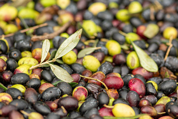 Green and black ripe olives ready to be processed at the mill to get the olive oil, close up