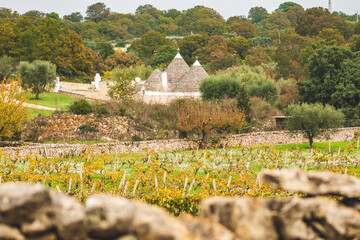Beautiful Puglia landscape with traditional old Trullo or Trulli houses in autumn with stone wall, olive trees and vineyard with yellow leaves, Italy