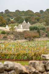 Beautiful Puglia landscape with traditional old Trullo or Trulli houses in autumn with stone wall,...