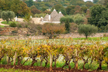 Fototapeta na wymiar Beautiful Puglia landscape with traditional old Trullo or Trulli houses in autumn with stone wall, olive trees and vineyard with yellow leaves, Italy