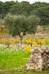 Beautiful Puglia landscape with with stone wall, olive trees and vineyard with yellow leaves, Italy, vertical