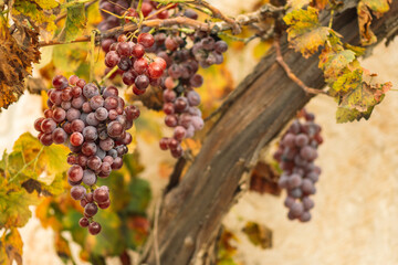 Beautiful red or black ripe grapes under the autumn sun with yellow leaves