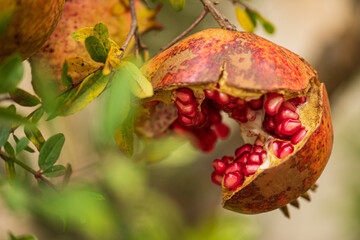 Open pomegranate with red arils hanging from a branch in autumn, close up