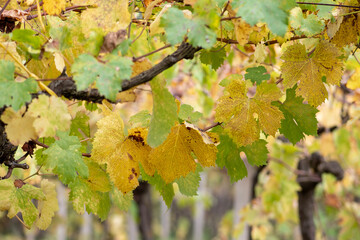 Autumn landscape. Yellow leaves vineyard in autumn in Puglia, Italy