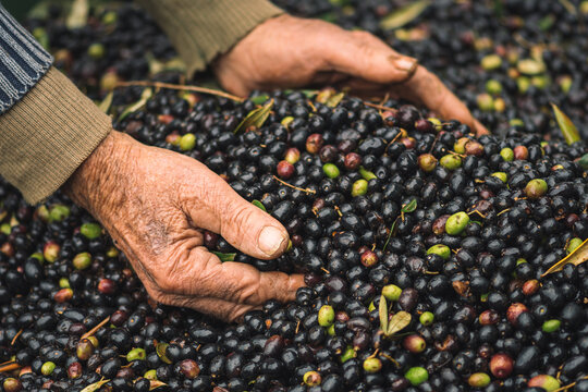 Green and black bio ripe olives ready to be processed at the mill to get the olive oil in wrinkled hands of an old farmer