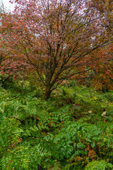 Glenvea National Park. With charming courtyards, a rock garden, an amusement park and forest gardens