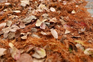 Sendai City, Miyagi Prefecture, Japan, November 2021. A pool of fallen leaves in the park.