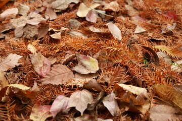 Sendai City, Miyagi Prefecture, Japan, November 2021. A pool of fallen leaves in the park.