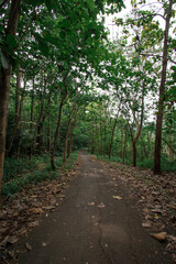 Fototapeta premium Beautiful road in the middle of beautiful trees