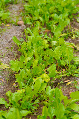 spinach leaf at agriculture field.