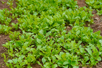 Obraz premium spinach leaf at agriculture field.