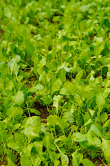 spinach leaf at agriculture field.