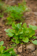 spinach leaf at agriculture field.