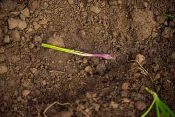 green Onion agriculture field at india.