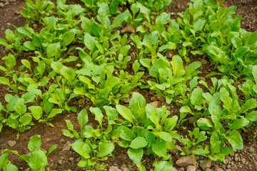 spinach leaf at agriculture field.