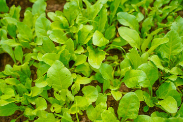 Obraz na płótnie Canvas spinach leaf at agriculture field.