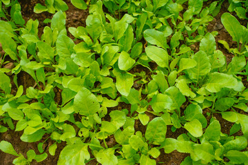 spinach leaf at agriculture field.