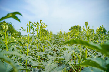 Okra or ladyfinger plant at agriculture field.