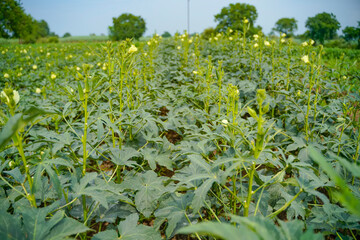 Fototapeta na wymiar Okra or ladyfinger plant at agriculture field.