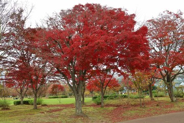 Sendai City, Miyagi Prefecture Japan, November 2021. Autumn leaves of trees in the park.