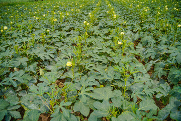 Okra or ladyfinger plant at agriculture field.