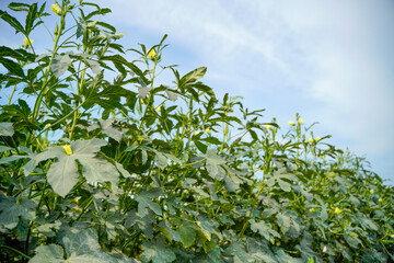 Okra or ladyfinger plant at agriculture field.