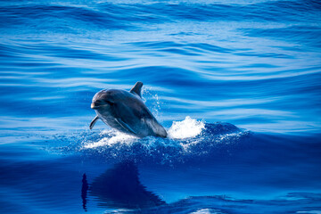 Delfin vor Teneriffa