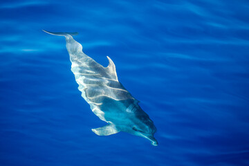 Delfin