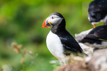 Puffin in the beautiful countryside nature of Hafnarholmi in Borgarfjordur Eystri in Iceland