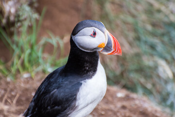 Puffin in the beautiful countryside nature of Hafnarholmi in Borgarfjordur Eystri in Iceland